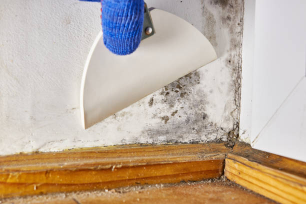 Mold Odor Removal Services in Spencer, NC