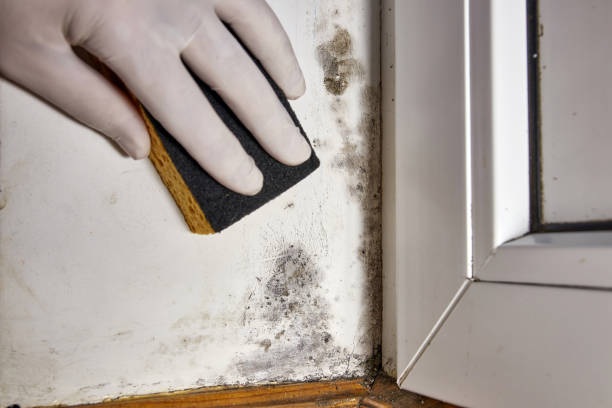 Professional Mold Removal in Spencer, NC